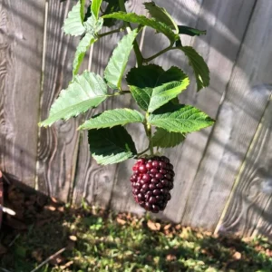 Navaho Thornless Blackberry Live Plant Set, 2 Pack, 4-6