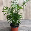 Neanthe Bella Palm Live Plant - Chamaedorea Elegans - 4 inch Pot - Indoor - Image 1