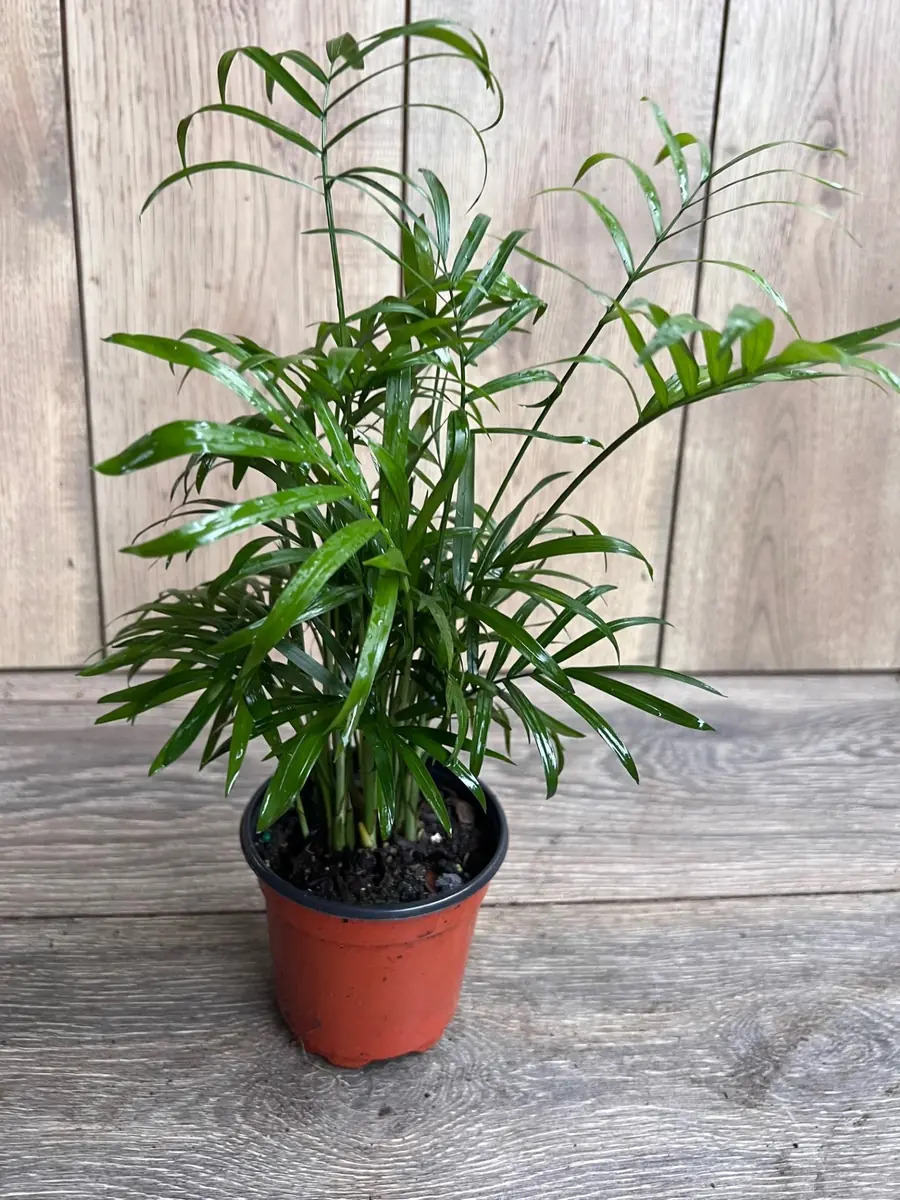 Neanthe Bella Palm Live Plant - Chamaedorea Elegans - 4 inch Pot - Indoor - Image 2