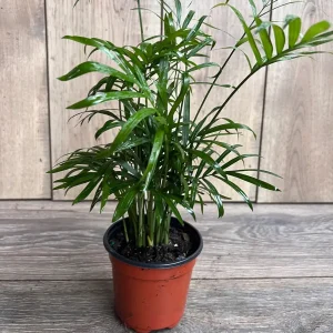 Neanthe Bella Palm Live Plant - Chamaedorea Elegans - 4 inch Pot - Indoor - Image 3