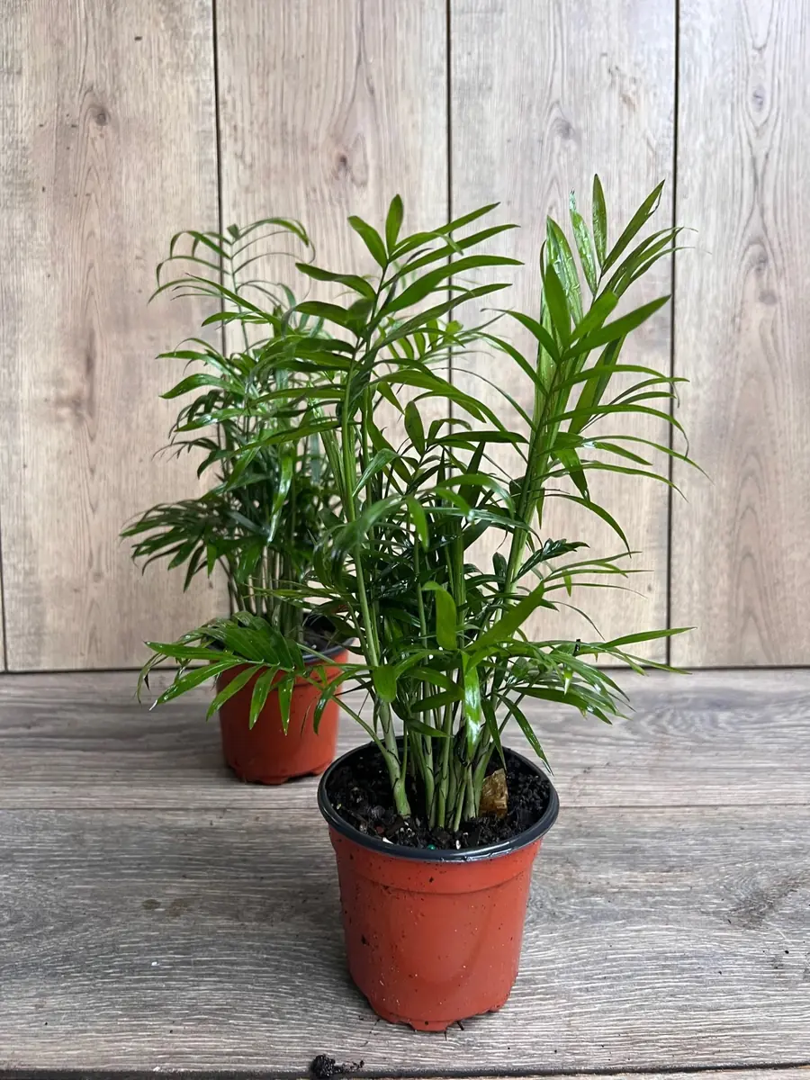 Neanthe Bella Palm Live Plant - Chamaedorea Elegans - 4 inch Pot - Indoor - Image 4