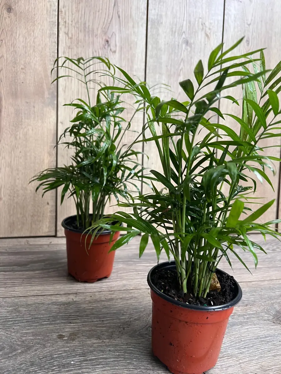 Neanthe Bella Palm Live Plant - Chamaedorea Elegans - 4 inch Pot - Indoor - Image 5