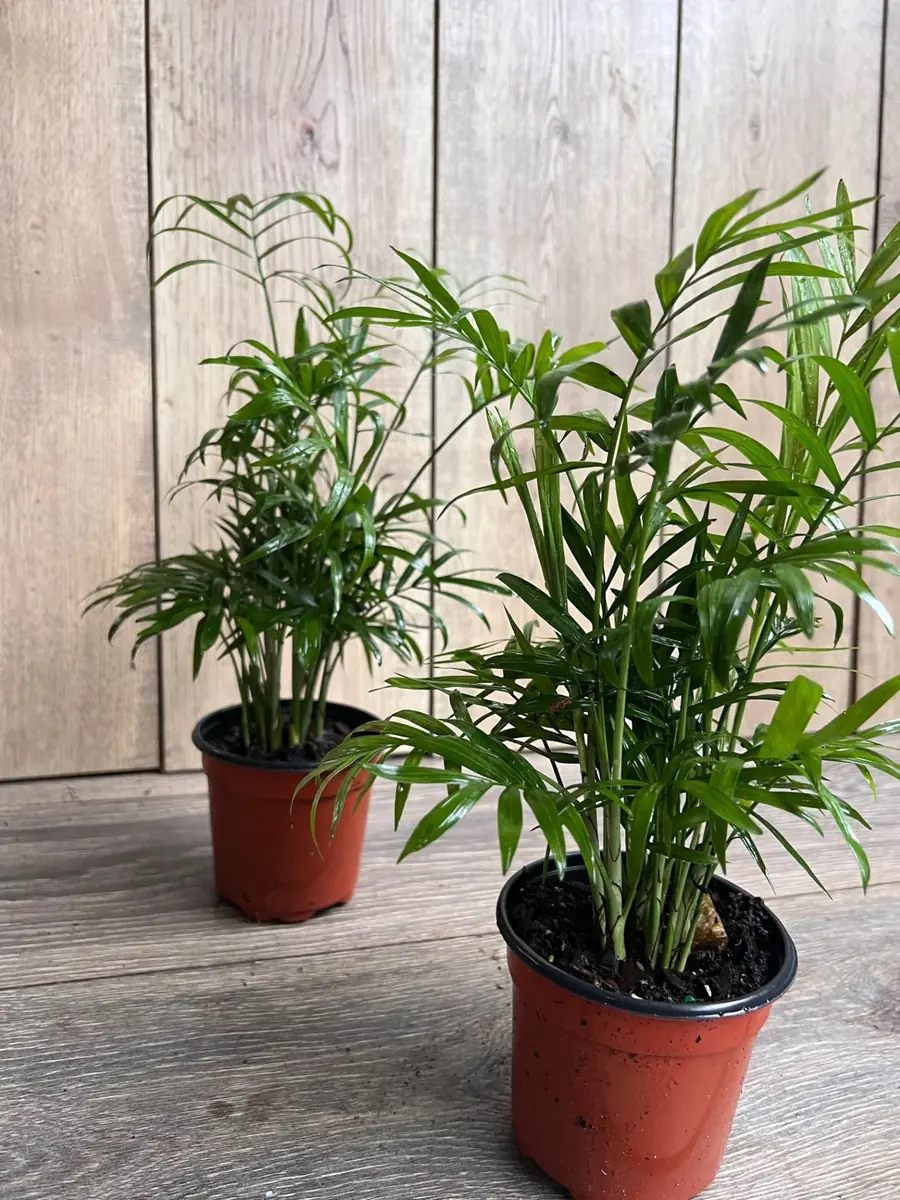 Neanthe Bella Palm Live Plant - Chamaedorea Elegans - 4 inch Pot - Indoor - Image 6