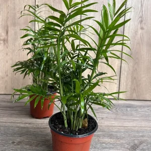 Neanthe Bella Palm Live Plant - Chamaedorea Elegans - 4 inch Pot - Indoor - Image 7