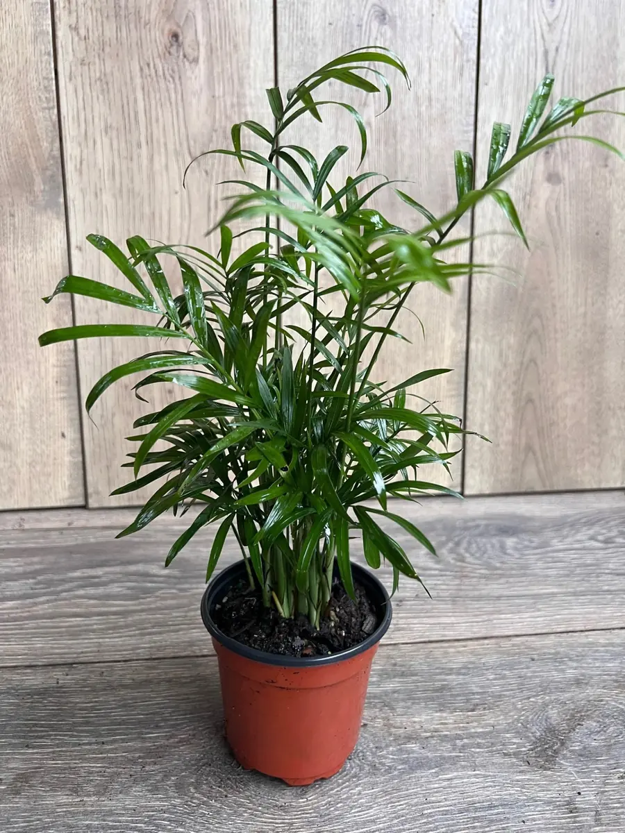 Neanthe Bella Palm Live Plant - Chamaedorea Elegans - 4 inch Pot - Indoor - Image 1