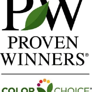 Neatball Boxwood Live Plant - Buxus microphylla - Hardy Evergreen Shrub - 4 inch Pot - Image 3