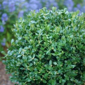 Neatball Boxwood Live Plant - Buxus microphylla - Hardy Evergreen Shrub - 4 inch Pot - Image 1