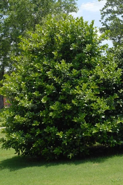 Needlepoint Holly Live Plant - 6" Tall, 3" Pot, Zone 7-9 Evergreen - Image 1