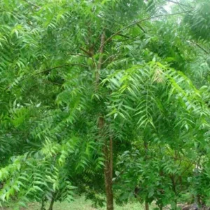 Neem Tree Plant or Seeds - Azadirachta indica - Non-GMO - Indoor/Outdoor - Image 3