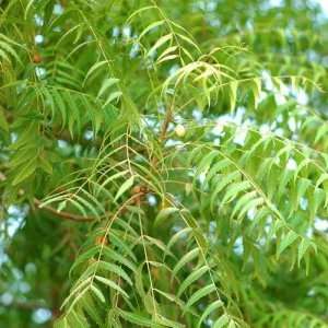 Neem Tree Plant & Seeds - Azadirachta indica - Non-GMO - Indoor/Outdoor - Image 2