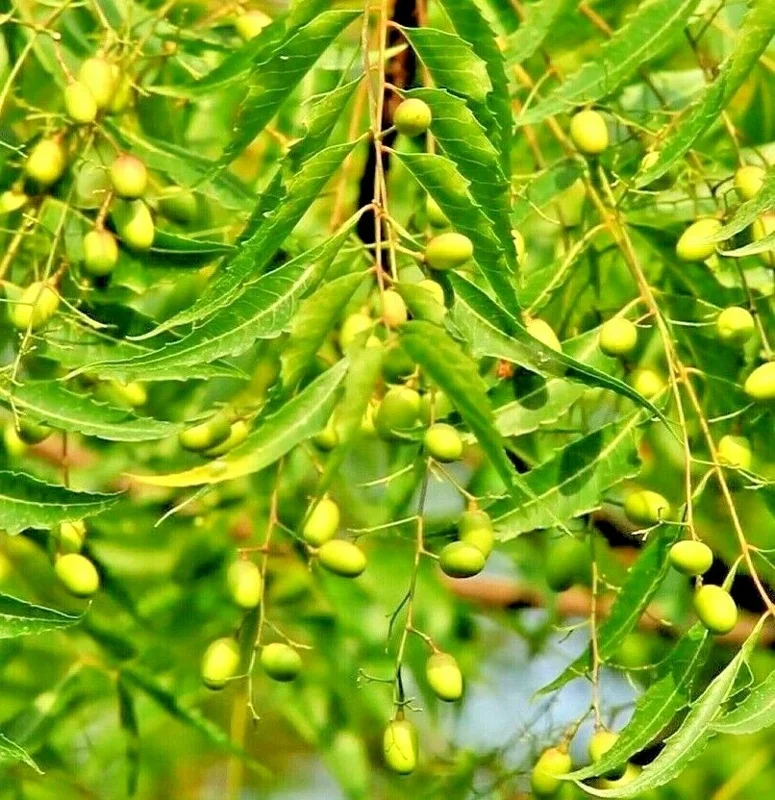 Neem Tree Plant & Seeds - Azadirachta indica - Non-GMO - Indoor/Outdoor - Image 1