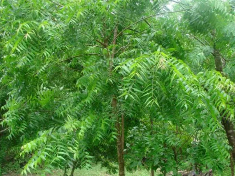 Neem Tree Plant & Seeds - Azadirachta indica - Non-GMO - Indoor/Outdoor - Image 3
