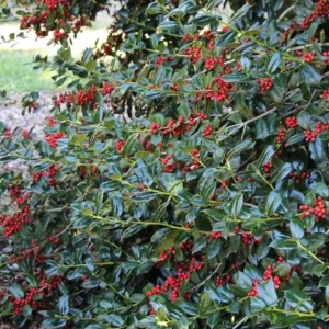 Nellie R. Stevens Evergreen Shrub - Live Plant, Red Berries, 6-12in Tall, 2.5in Pot, Outdoor - Image 2