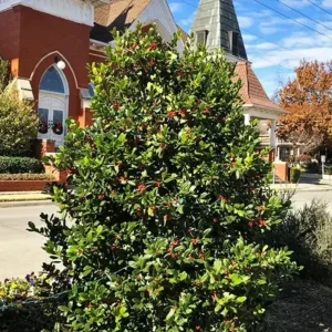 Nellie R. Stevens Evergreen Shrub - Live Plant, Red Berries, 6-12in Tall, 2.5in Pot, Outdoor - Image 3