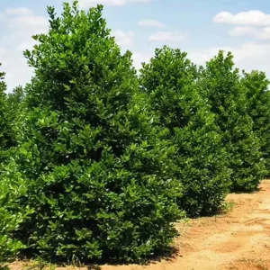 Nellie R. Stevens Evergreen Shrub - Live Plant, Red Berries, 6-12in Tall, 2.5in Pot, Outdoor - Image 5