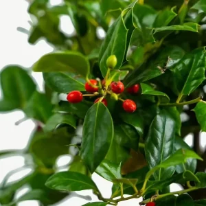 Nellie R. Stevens Evergreen Shrub - Live Plant, Red Berries, 6-12in Tall, 2.5in Pot, Outdoor - Image 7