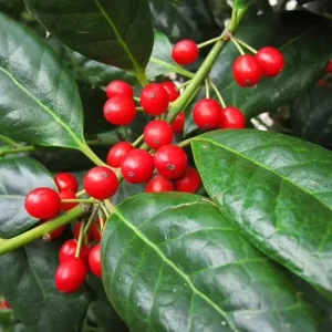 Nellie R. Stevens Evergreen Shrub - Live Plant, Red Berries, 6-12in Tall, 2.5in Pot, Outdoor - Image 8