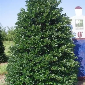 Nellie R Stevens Holly Live Plant - 10-Pack, 2.5-inch Pot, Outdoor Evergreen Shrub - Image 3