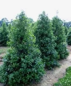 Nellie R Stevens Holly Live Plant - 2.5 inch Pot - Evergreen Shrub - Outdoor - Image 2