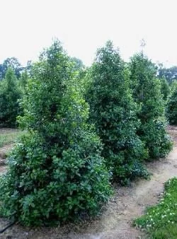 Nellie R Stevens Holly Live Plant - 2.5 inch Pot - Evergreen Shrub - Outdoor - Image 2