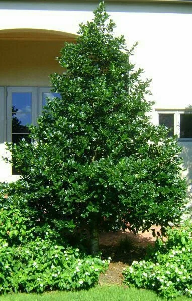 Nellie R Stevens Holly Live Plant - 2.5 inch Pot - Evergreen Shrub - Outdoor - Image 1
