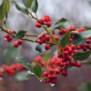 Nellie R. Stevens Holly Live Plant - Quart Pot - Evergreen Shrub - Fast Growing - Image 3