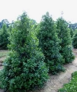 Nellie R Stevens Holly Shrub Live Plant - Quart Pot, Fast Growing Evergreen for Hedges & Privacy, USDA Zones 6-9 - Image 2