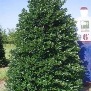 Nellie R Stevens Holly Shrub Live Plant - Quart Pot, Fast Growing Evergreen for Hedges & Privacy, USDA Zones 6-9 - Image 3