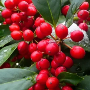 Nellie R. Stevens Rose Live Plant – Set of 3 Seedlings – 6–12" Tall – 2.5" Pot - Image 2