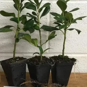 Nellie R. Stevens Rose Live Plant – Set of 3 Seedlings – 6–12