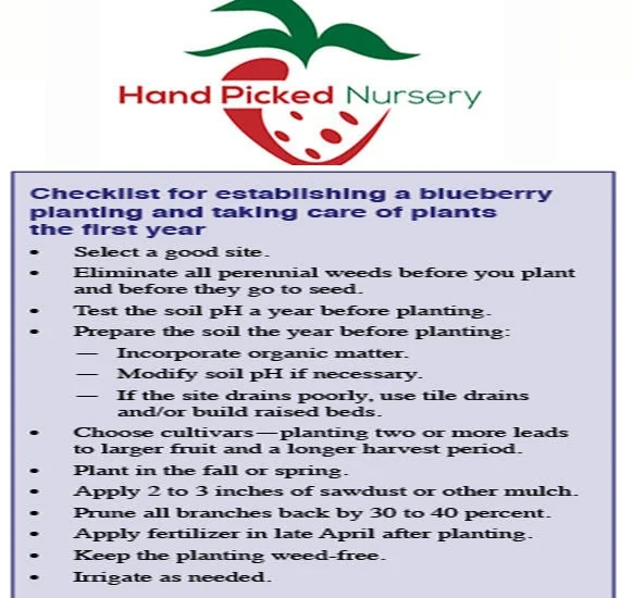 Nelson Highbush Blueberry Live Plant - 1 Quart Bare Root - 10-12 inch - Outdoor Fruit Bush - Image 2