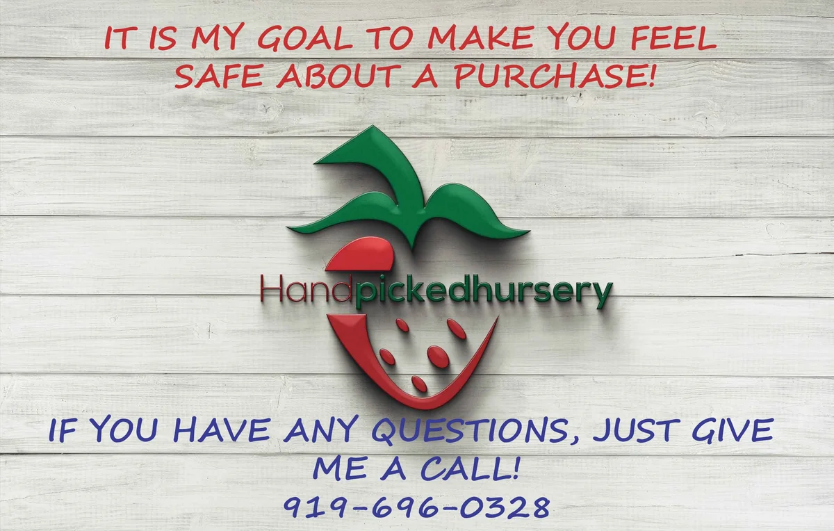 Nelson Highbush Blueberry Live Plant - 1 Quart Bare Root - 10-12 inch - Outdoor Fruit Bush - Image 3