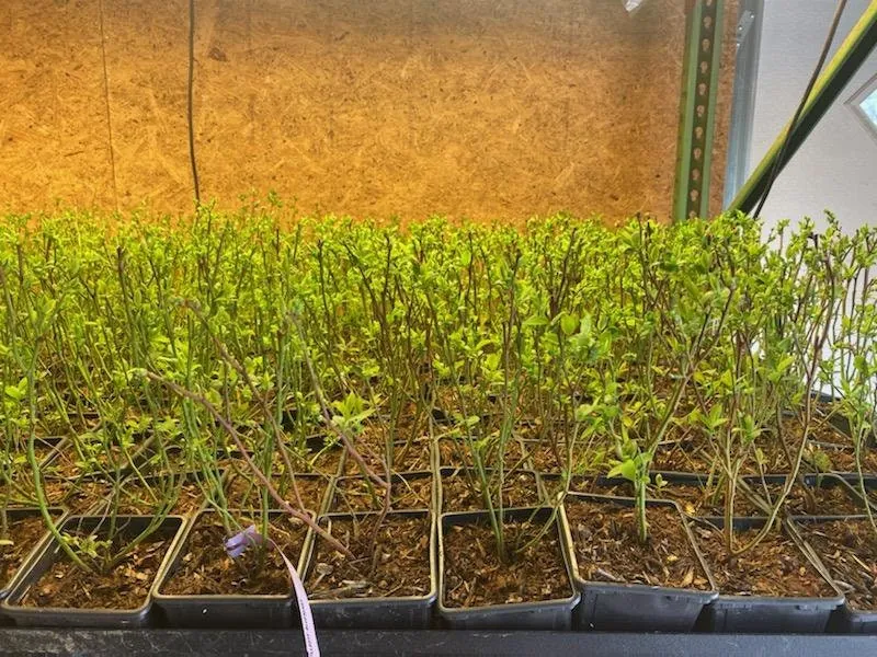 Nelson Highbush Blueberry Live Plant - 1 Quart Bare Root - 10-12 inch - Outdoor Fruit Bush - Image 5