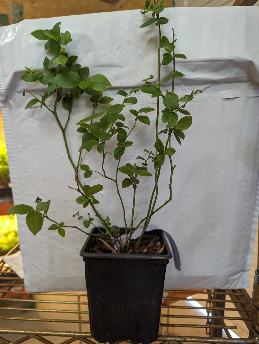 Nelson Highbush Blueberry Live Plant - 1 Quart Bare Root - 10-12 inch - Outdoor Fruit Bush - Image 6