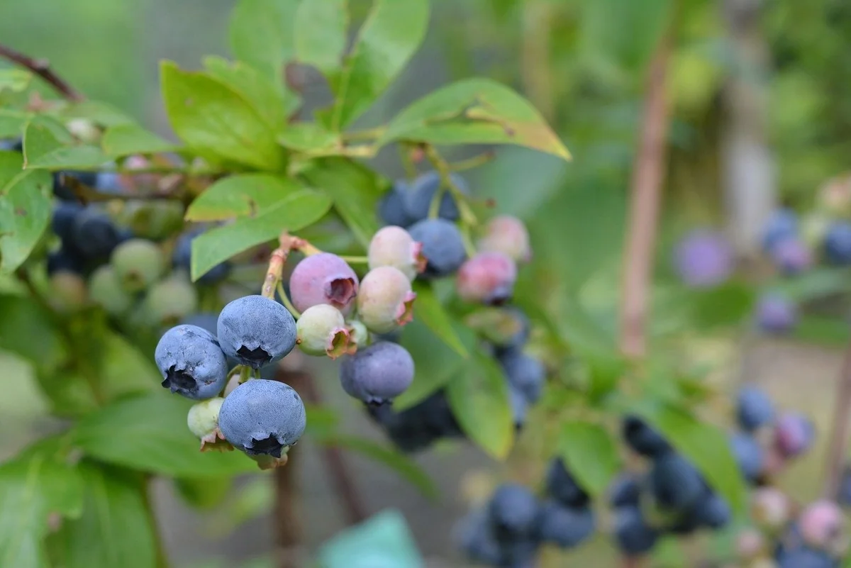 Nelson Highbush Blueberry Live Plant - 1 Quart Bare Root - 10-12 inch - Outdoor Fruit Bush - Image 1