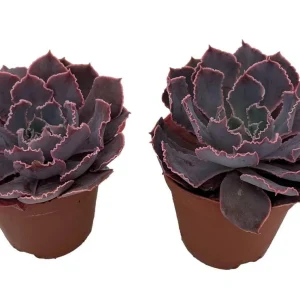 Neon Breakers Echeveria Succulent Live Plant - 2 Plants in 2 inch Pots - Indoor/Outdoor - Image 3
