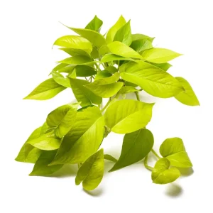 Neon Devil's Ivy Pothos Live Plant – 3.5