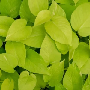 Neon Devil's Ivy Pothos Live Plant – 3.5