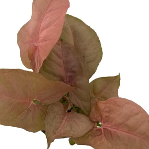 Neon Pink Robusta Arrowhead Plant - Syngonium Live Plant - 4 inch Pot - Image 1