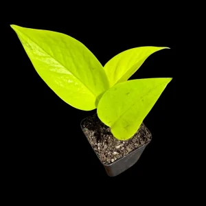Neon Pothos Live Plant - 2 inch Pot - Easy Care Yellow Foliage Indoor Vining Plant - Image 3