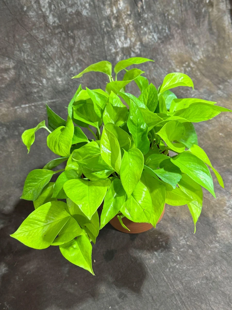 Neon Pothos Live Plant - 6 inch Decorative Pot - Easy Care Houseplant Indoor - Image 2