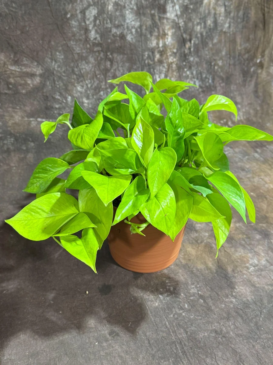 Neon Pothos Live Plant - 6 inch Decorative Pot - Easy Care Houseplant Indoor - Image 3