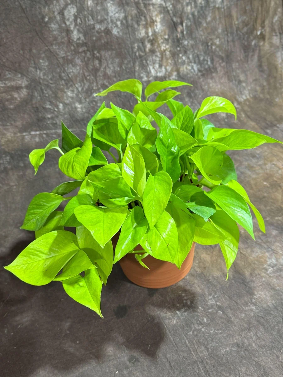 Neon Pothos Live Plant - 6 inch Decorative Pot - Easy Care Houseplant Indoor - Image 4