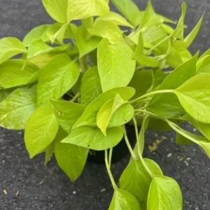 Neon Pothos Live Plant – 6 inch Pot – Indoor Houseplant with Bright Foliage - Image 3