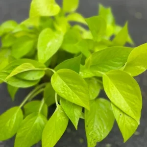 Neon Pothos Live Plant – 6 inch Pot – Indoor Houseplant with Bright Foliage - Image 5