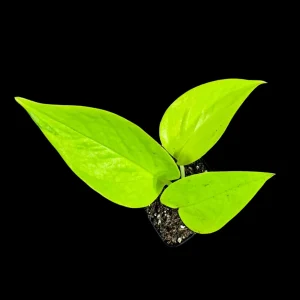 Neon Pothos Live Plant – Easy Care Indoor Houseplant – Nursery Pot - Image 5