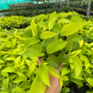 Neon Pothos Live Plant in 6 inch Nursery Pot - Indoor Low Light Houseplant - Image 2
