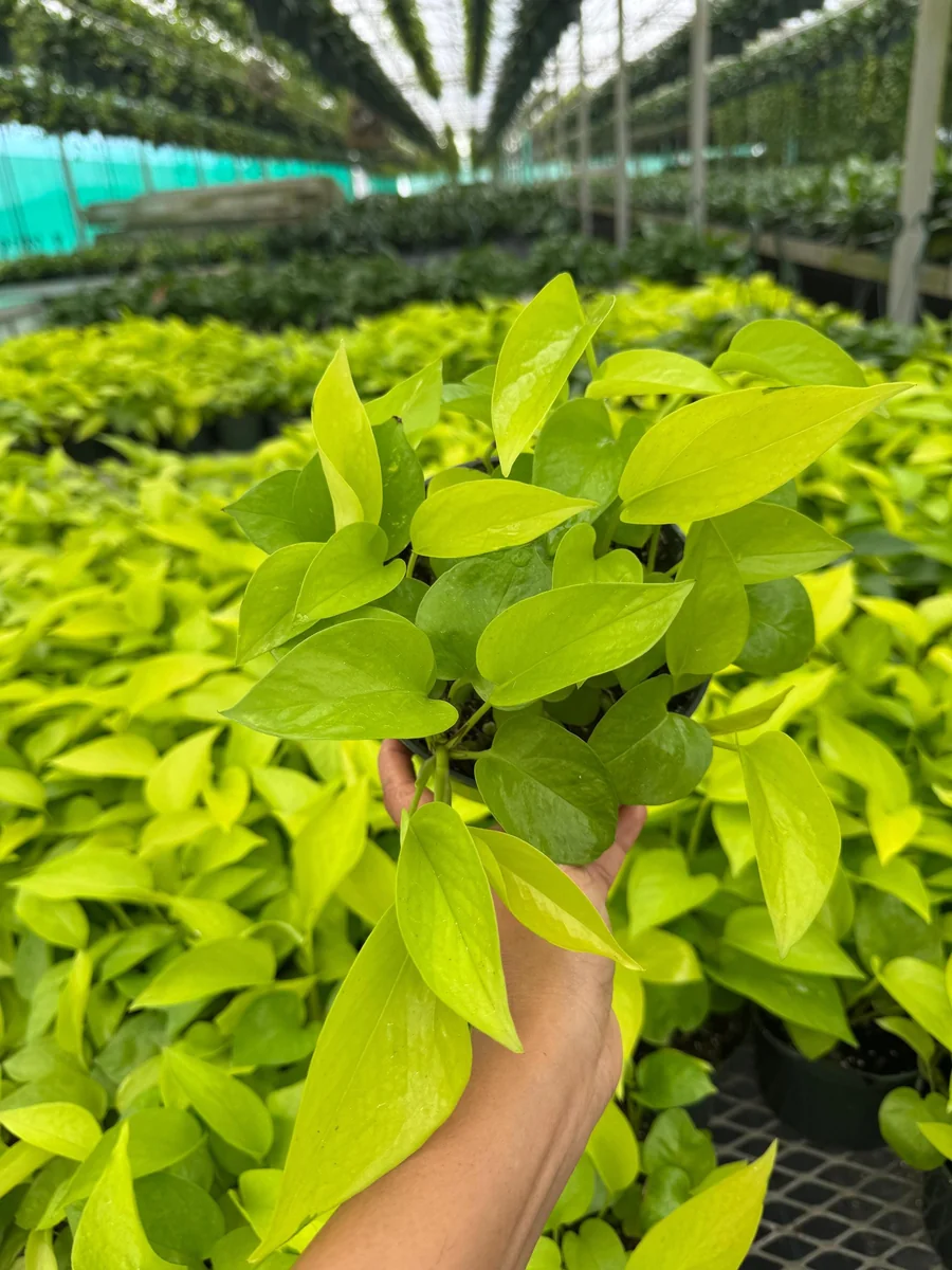 Neon Pothos Live Plant in 6 inch Nursery Pot - Indoor Low Light Houseplant - Image 2