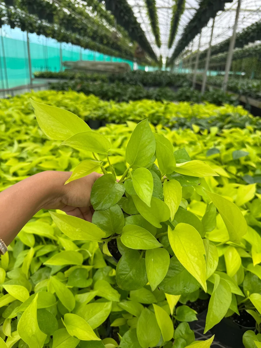 Neon Pothos Live Plant in 6 inch Nursery Pot - Indoor Low Light Houseplant - Image 3