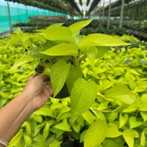 Neon Pothos Live Plant in 6 inch Nursery Pot - Indoor Low Light Houseplant - Image 1